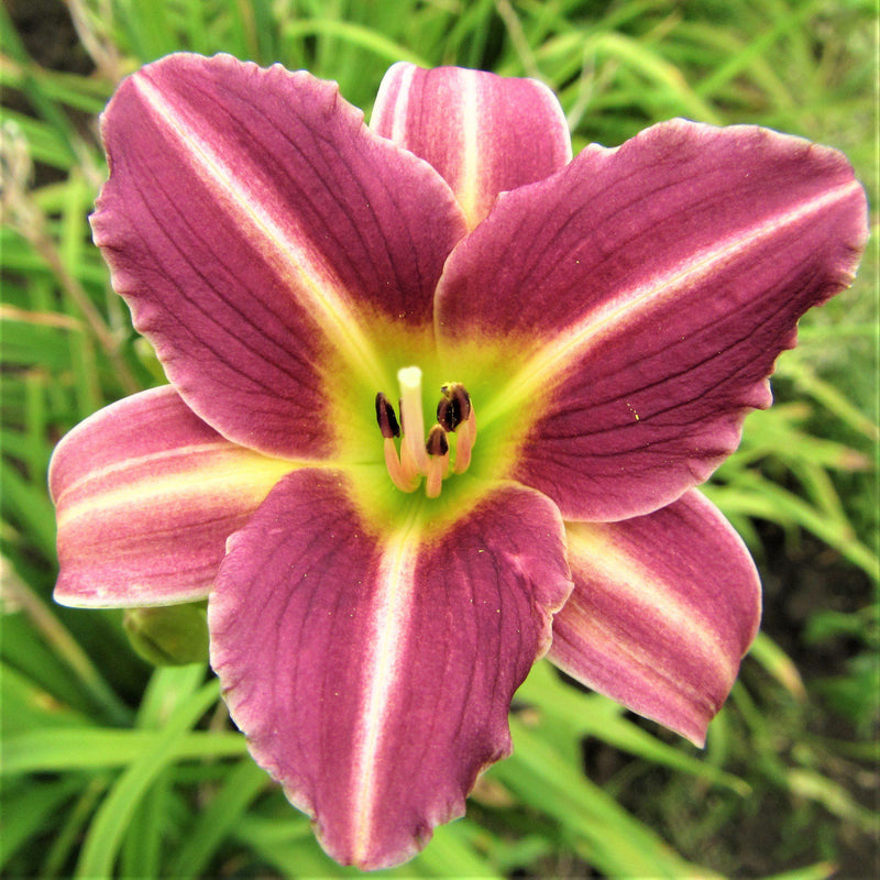 purple daylily flower green throat