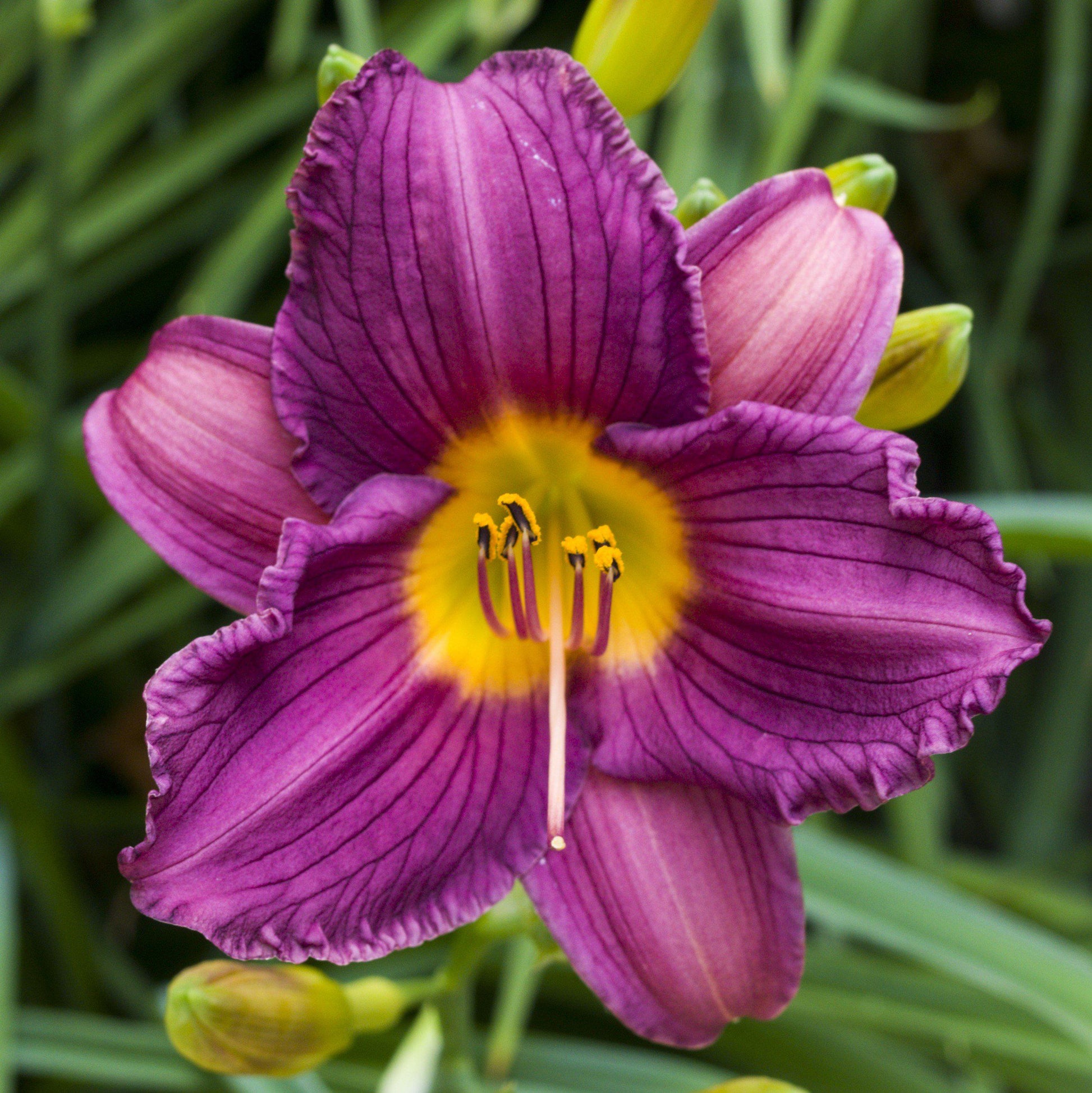 daylily indoor plant Daylily