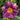 Powerful Purple Flower of the Purple de Oro Daylily