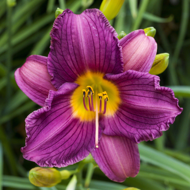 Powerful Purple Flower of the Purple de Oro Daylily