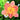 peach daylily flower