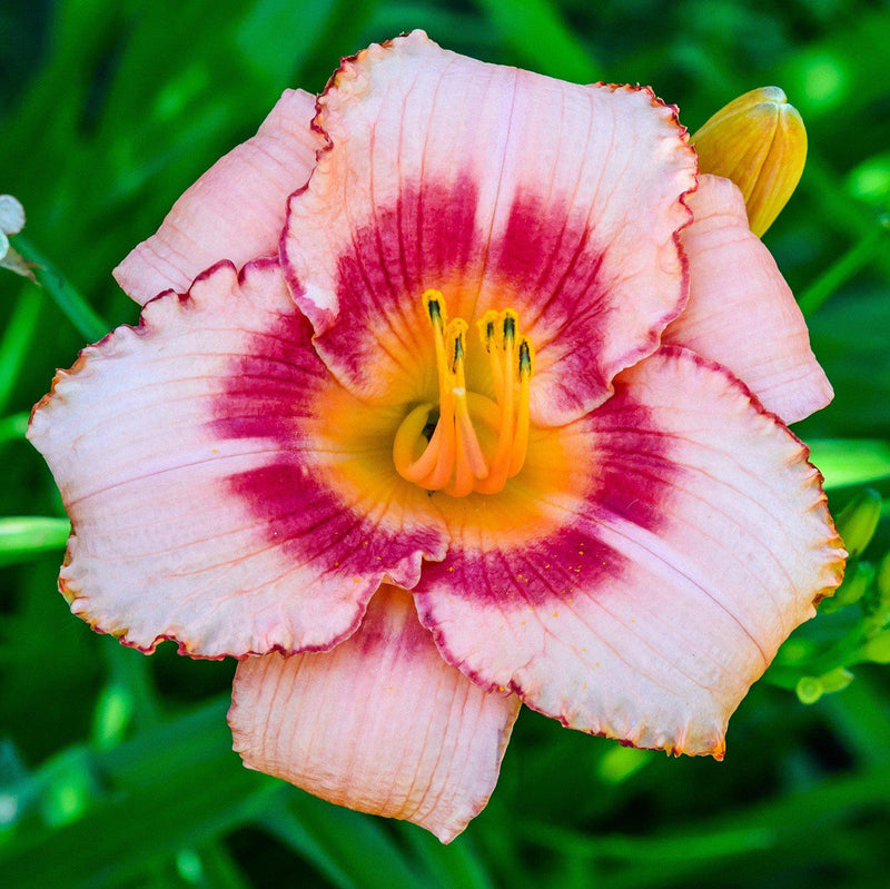 Strawberry Pink Petals with Rose Colored Eyezones Define this Dreamy Daylily