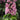 rose pink delphinium blooms