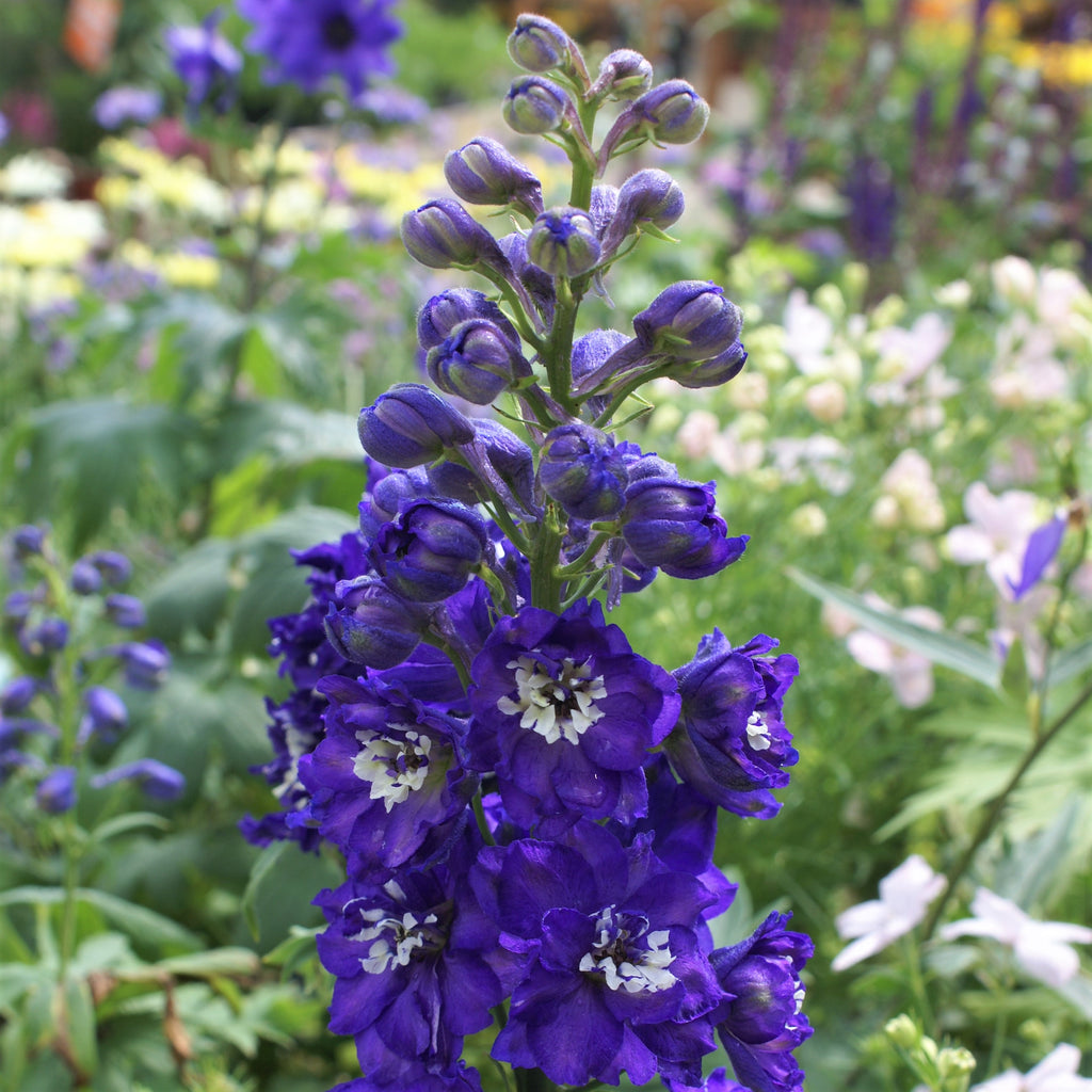 Colorful Starter Plant For Sale Online | Delphinium (Larkspur) โ Easy ...