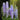 Delphinium Elatum Guardian Lavender