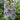 Purple-Blue Delphinium Flowers