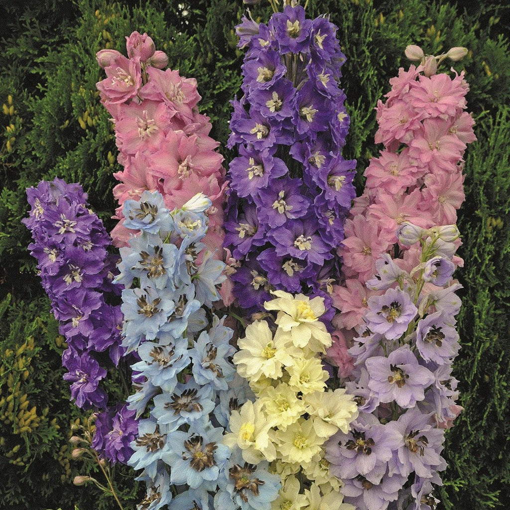 Colorful Starter Plant For Sale Online Delphinium (Larkspur) Easy
