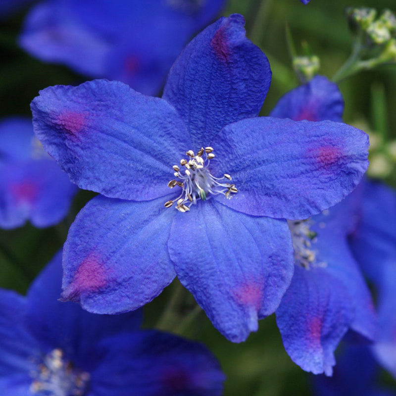 Delphinium Blue Butterfly - deep blue-violet flowers