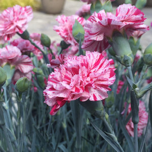 Dianthus Pinball Wizard - Flashy pink and white blooms are very fragrant
