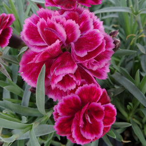 red and pink carnation bloom