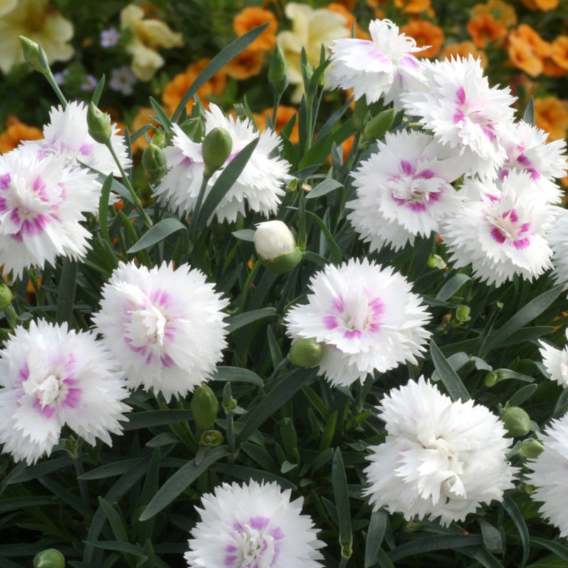 white carnations with pink eye