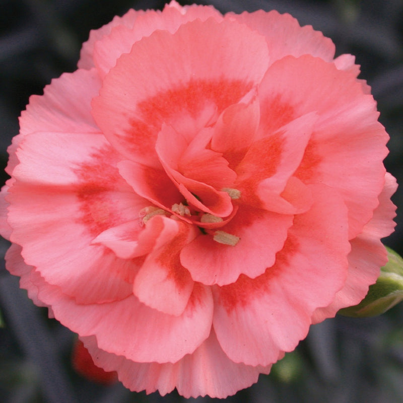 pink carnation first romance bloom