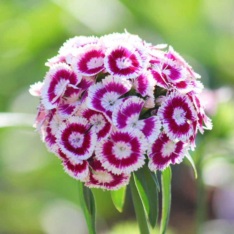 Tall stalks of purple white bicolor Dianthus blooms