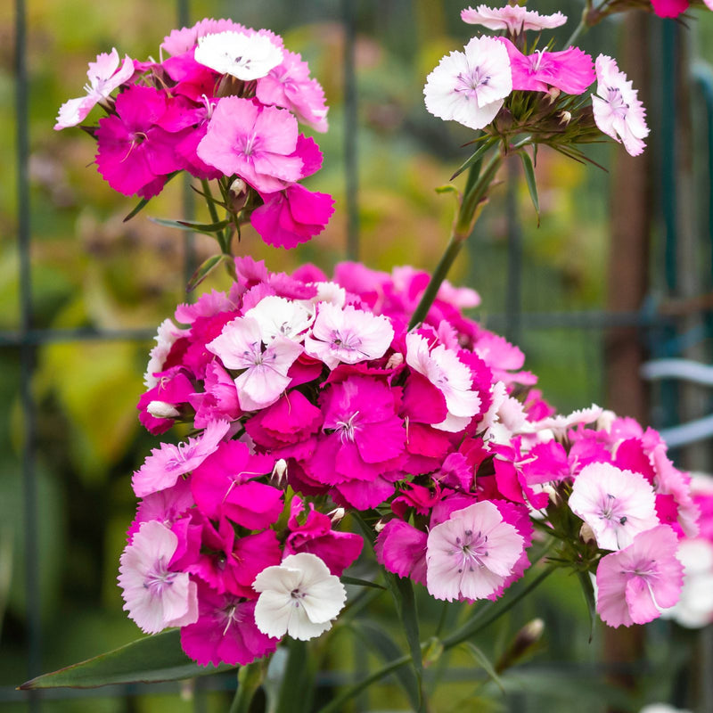 Tall stalks of rose and pink Dianthus blooms