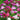 mixed colors Dianthus barbatus blooms
