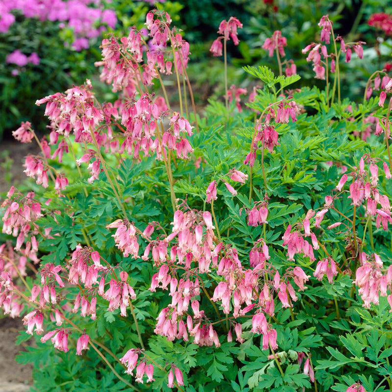 Pink Heart-Shaped flowers of Dicentra formosa
