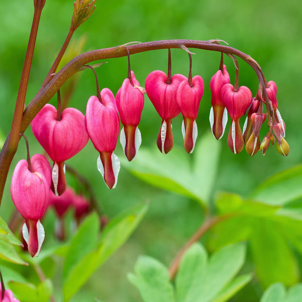Buy Old Fashioned Bleeding Heart Plant