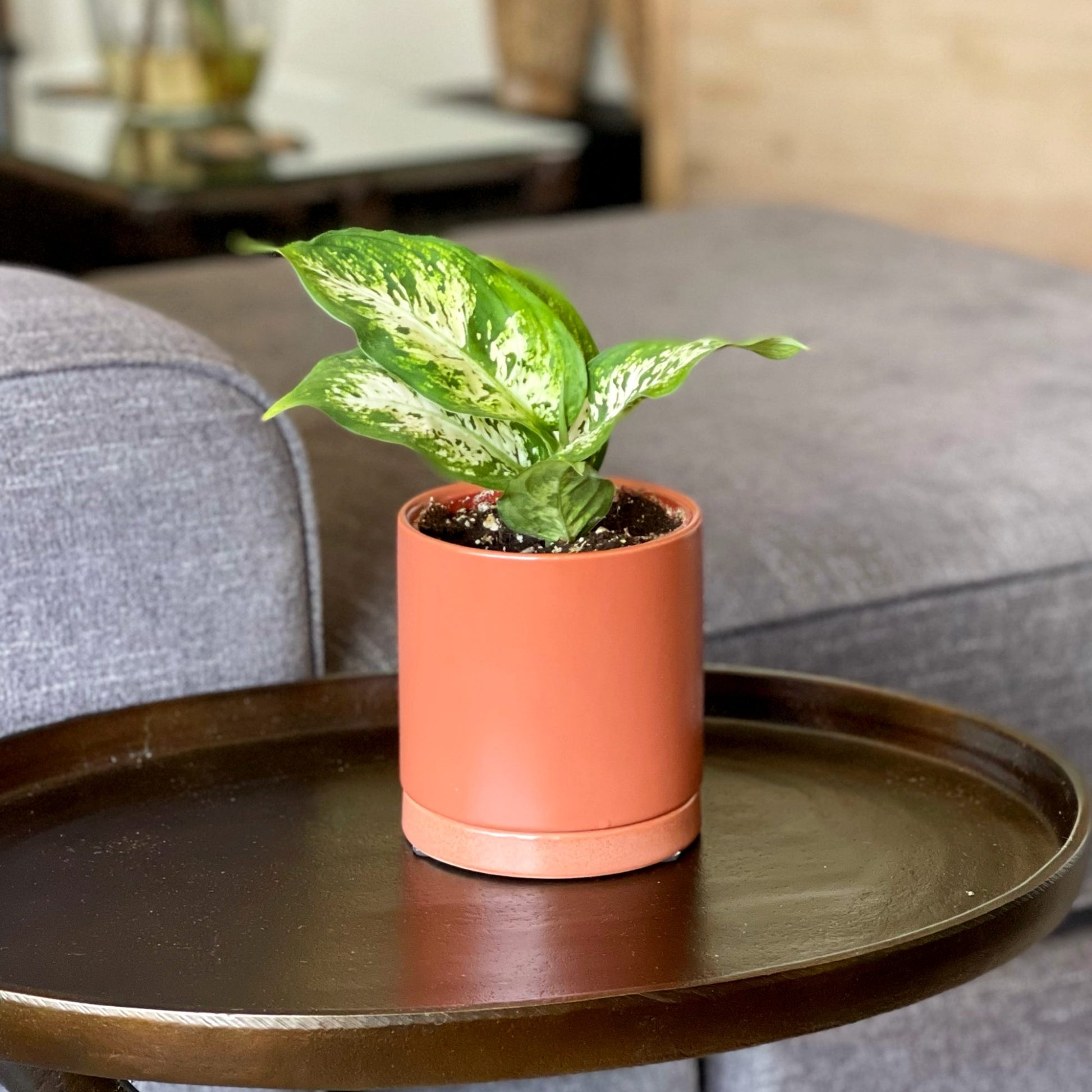 dieffenbachia 4 pot Dieffenbachia Camille Plants