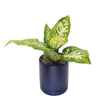 buy dieffenbachia Dieffenbachia Camille Plants