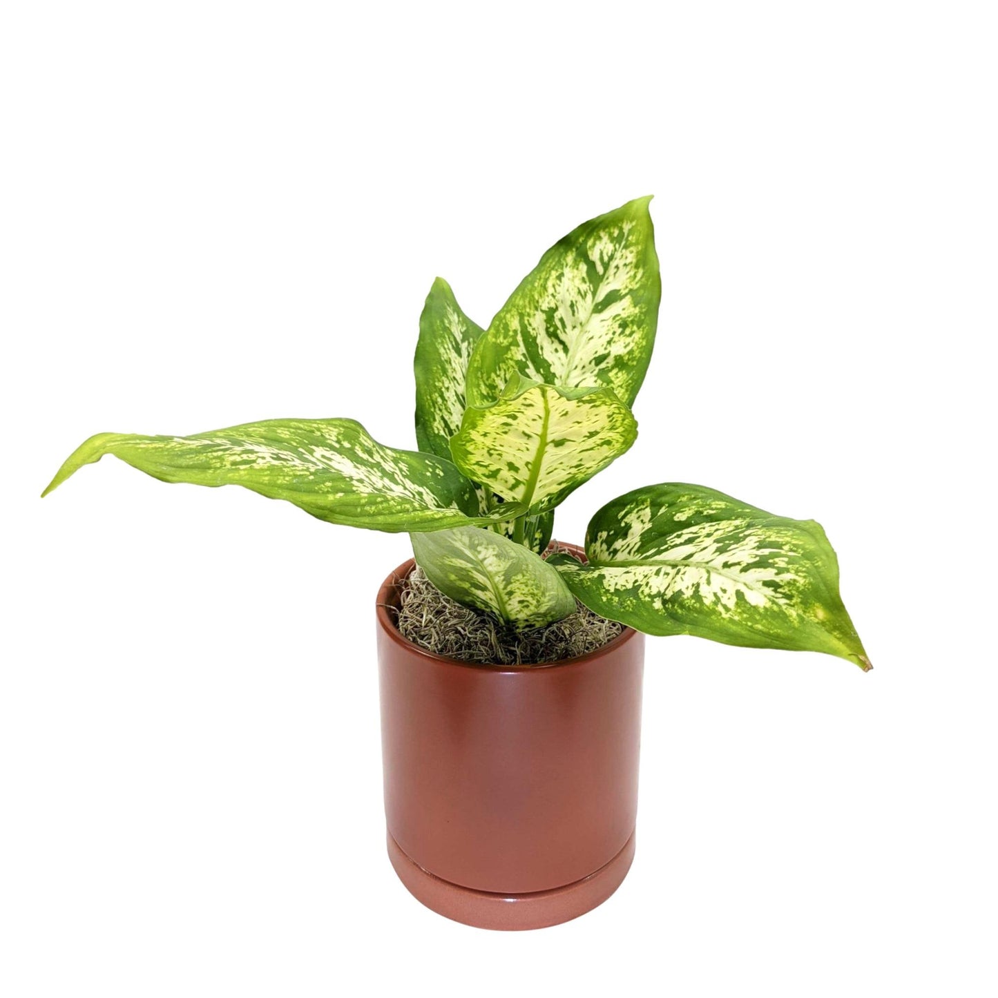 dieffenbachia camille varieties Dieffenbachia Camille Plants