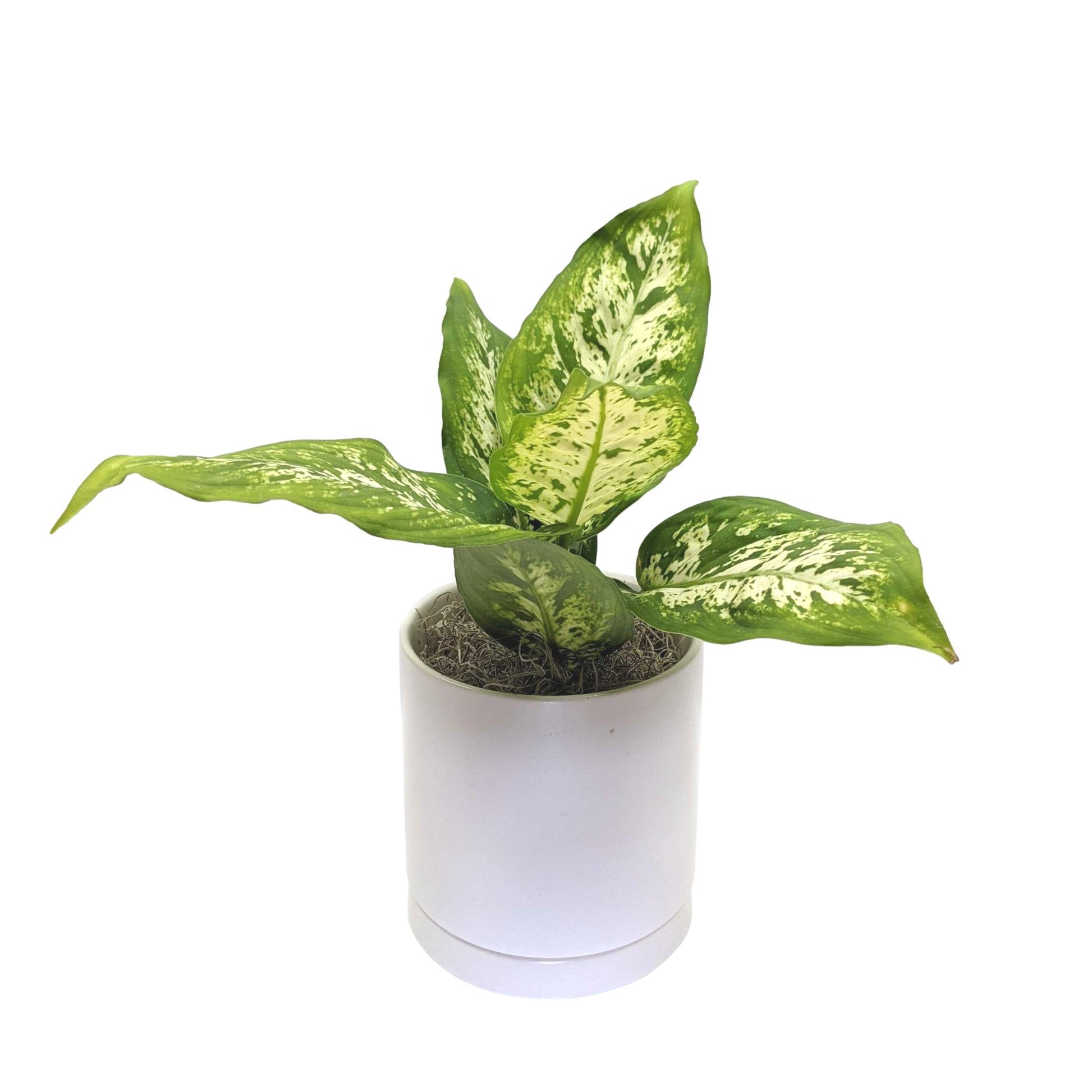 pot size for dieffenbachia Dieffenbachia Camille Plants