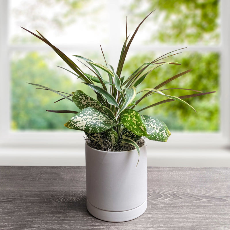 Dracaena 3-in-1 houseplants in a white ceramic pot