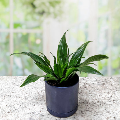 dracaena warneckii compacta Easy to Grow Bulbs Dracaena - Janet Craig Compacta Houseplant