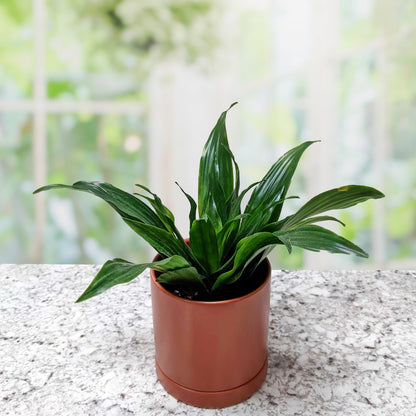 dracaena bebe Easy to Grow Bulbs Dracaena - Janet Craig Compacta Houseplant