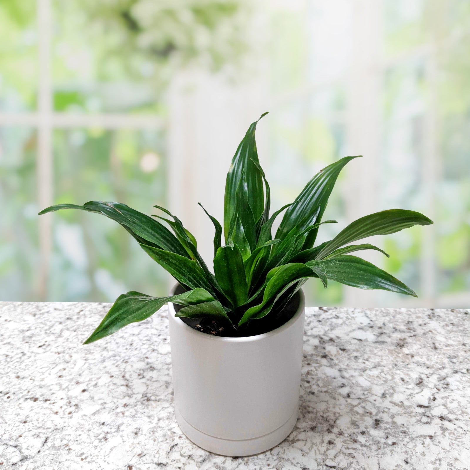 dracaena janet craig for sale Easy to Grow Bulbs Dracaena - Janet Craig Compacta Houseplant