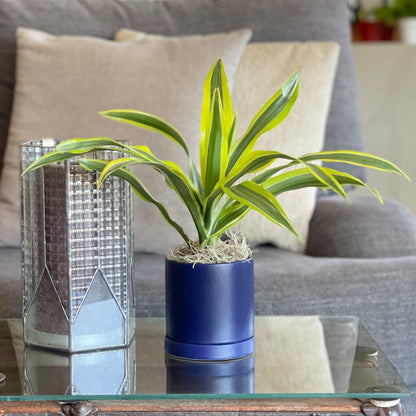 lemon lime dracaena light Houseplants for Sale