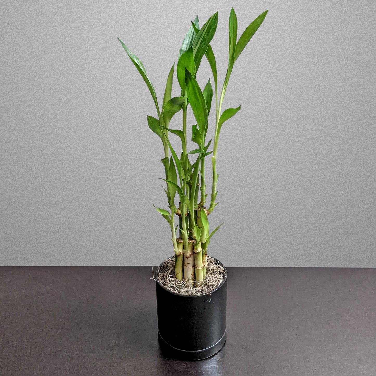 lucky bamboo big plant Dracaena