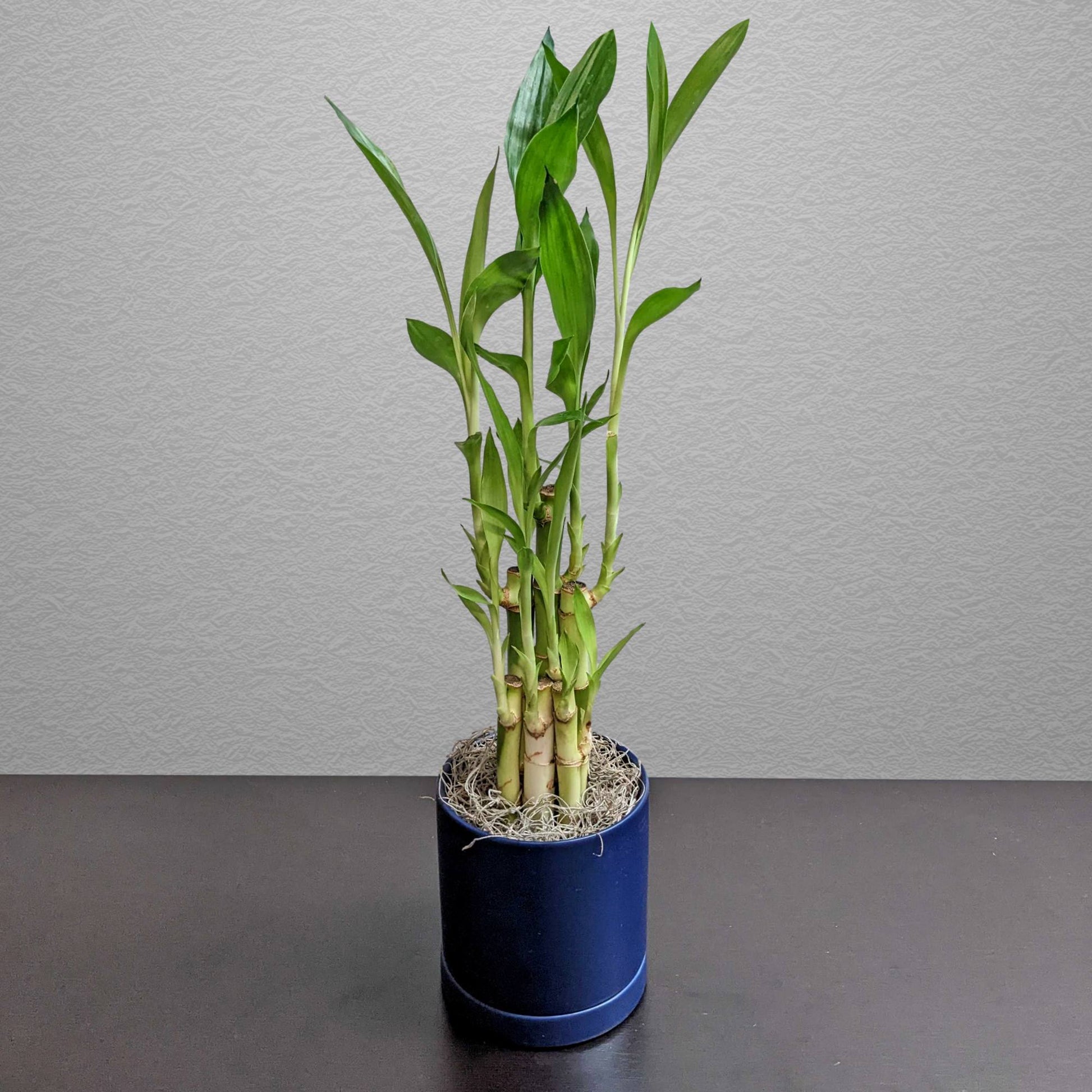 bulk lucky bamboo plants Dracaena