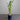 Lucky Bamboo in a Blue Ceramic Pot
