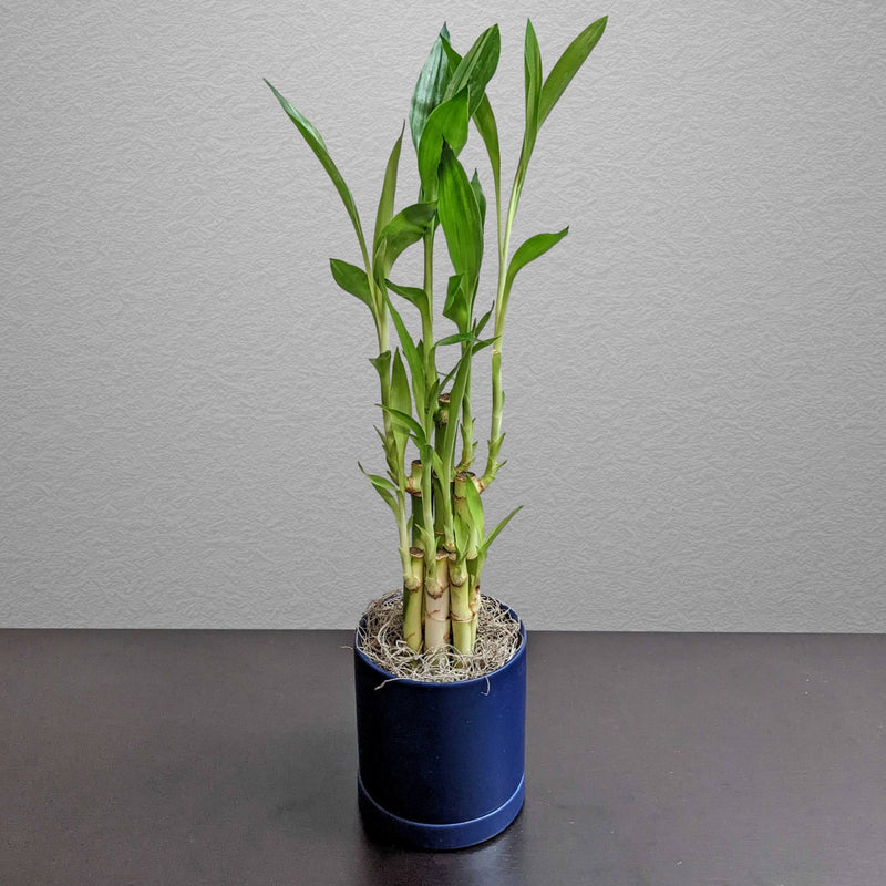Lucky Bamboo in a Blue Ceramic Pot