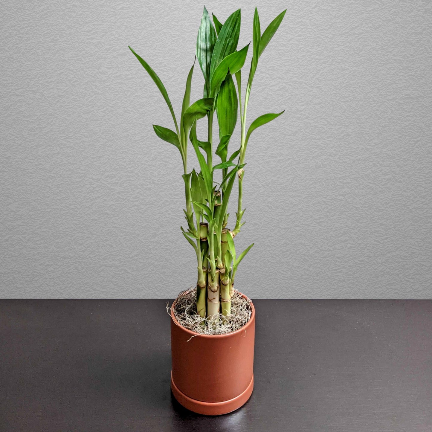 lucky bamboo plant height Dracaena