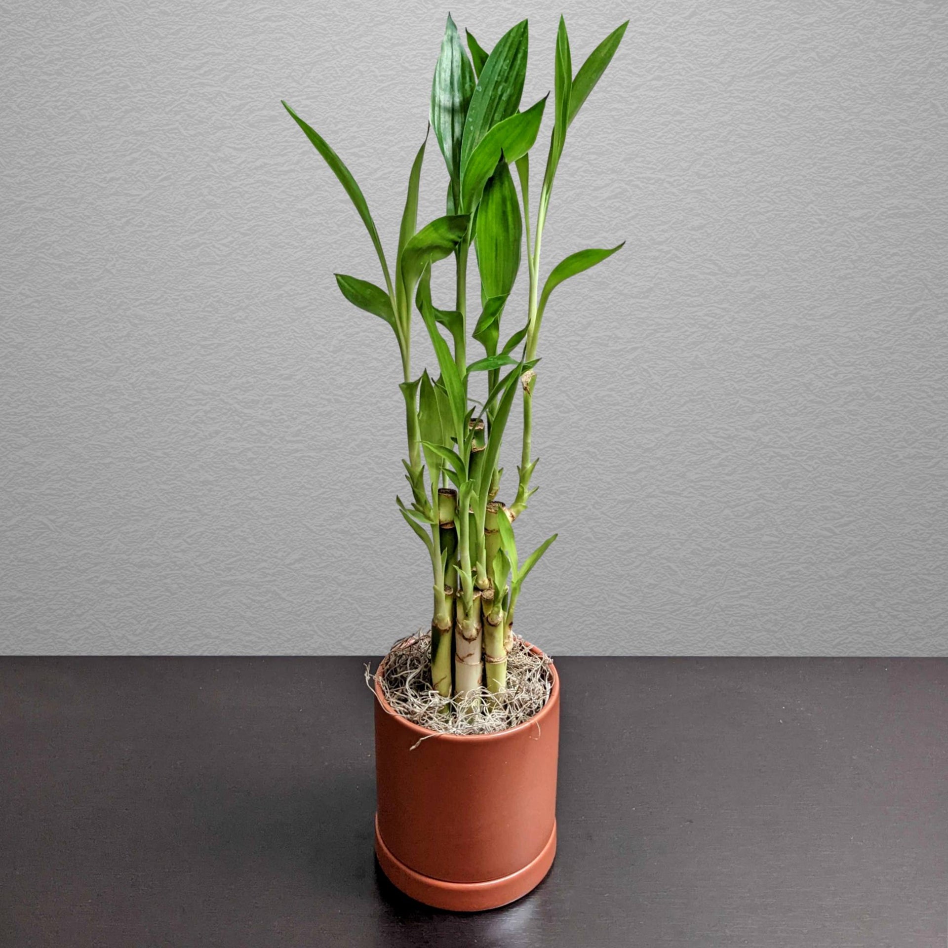 lucky bamboo plant large Dracaena