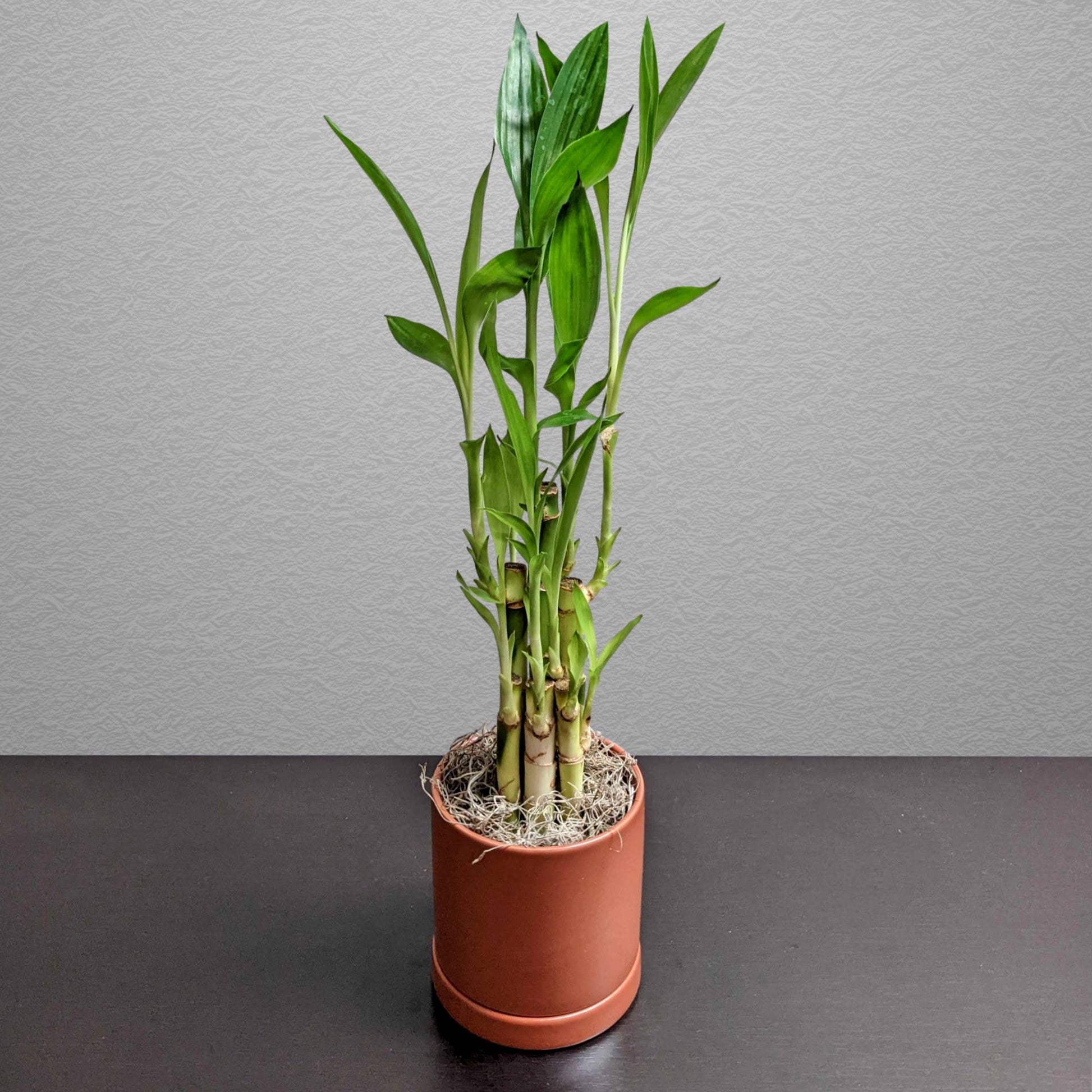 where to put lucky bamboo plant Dracaena