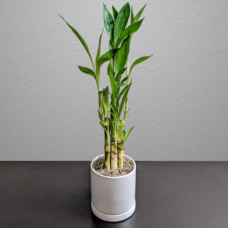 Lucky Bamboo in a white ceramic pot