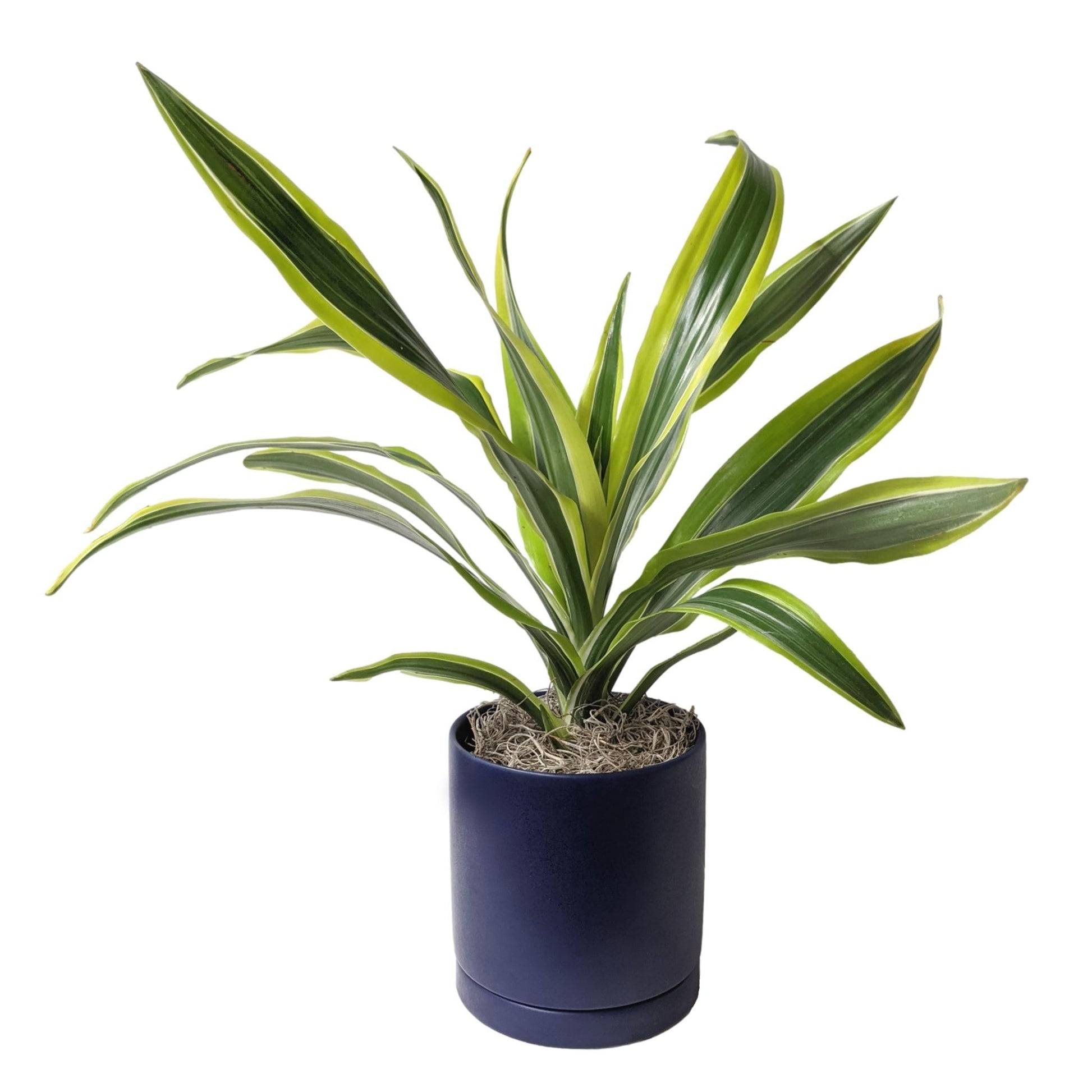 dracaena lemon lime growth rate Houseplants for Sale