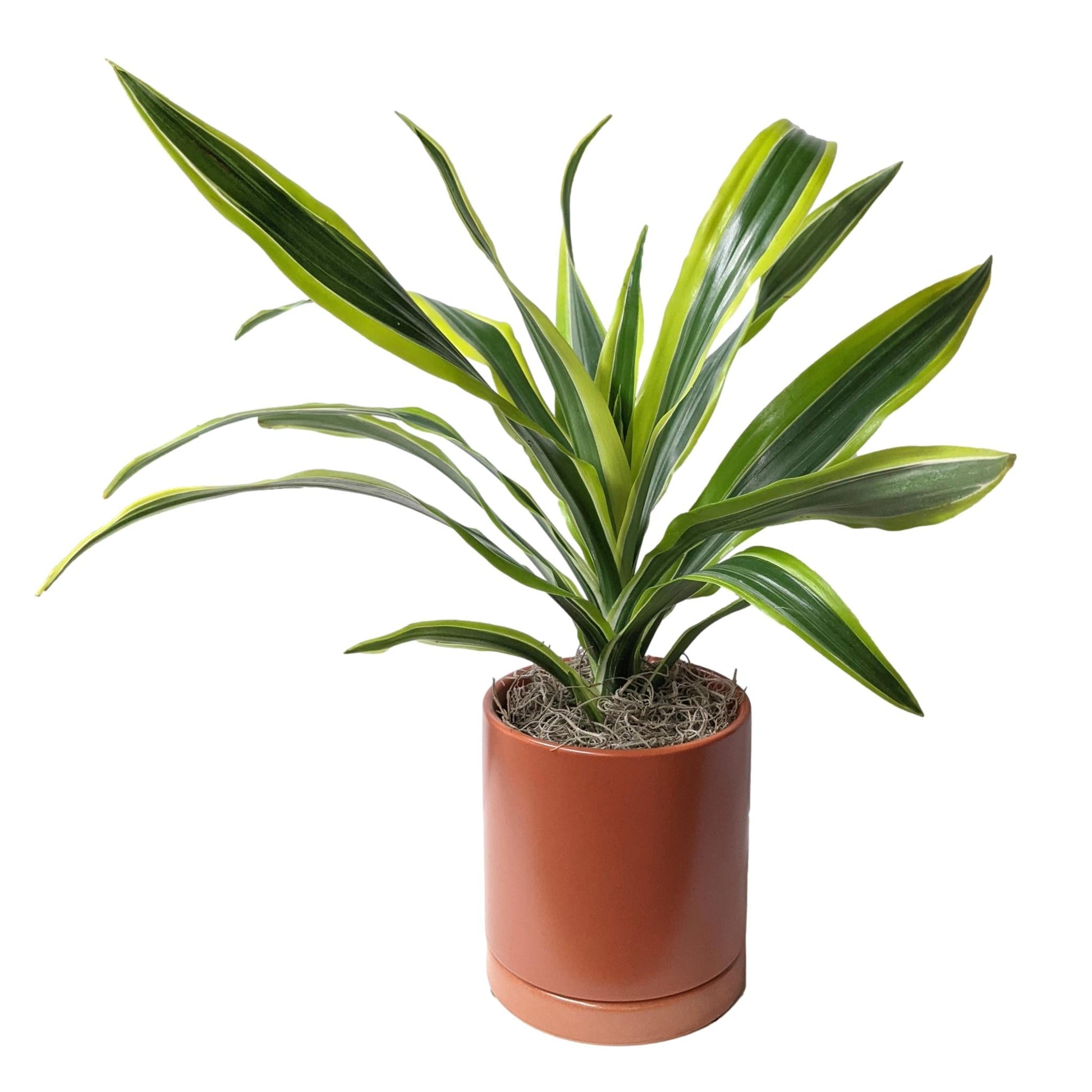 dracaena terracotta Houseplants for Sale