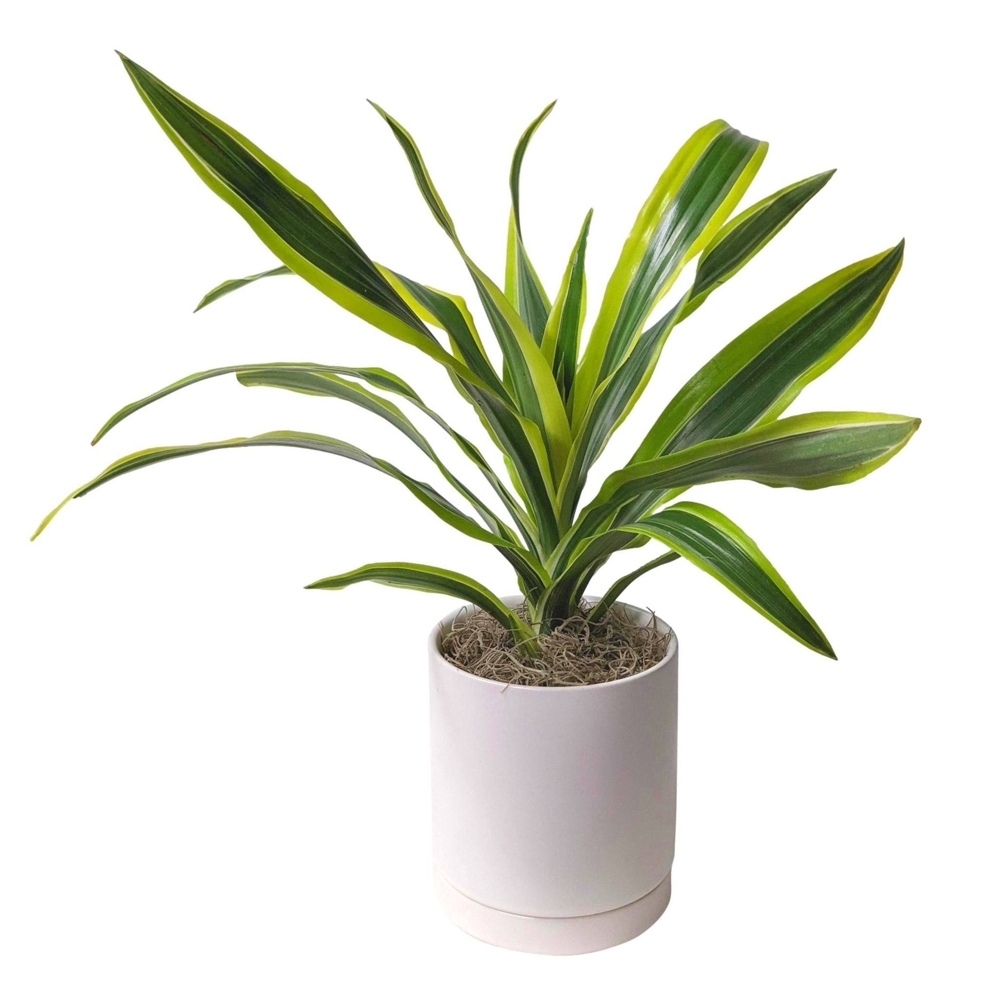 lemon lime dracaena outside Houseplants for Sale
