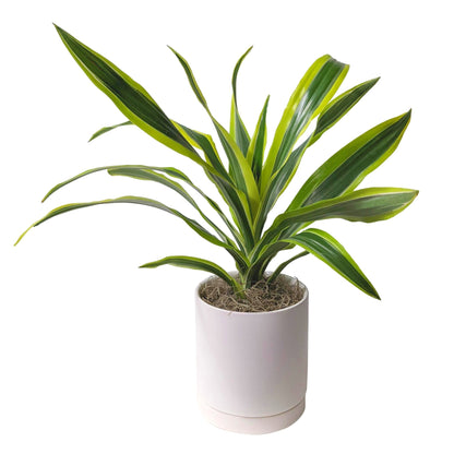 large dracaena lemon lime Houseplants for Sale