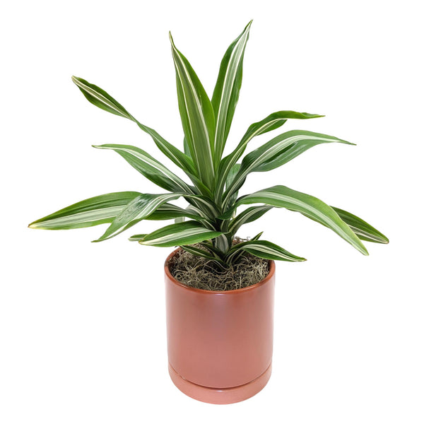 Dracaena White Jewel Houseplant Easy To Grow Bulbs
