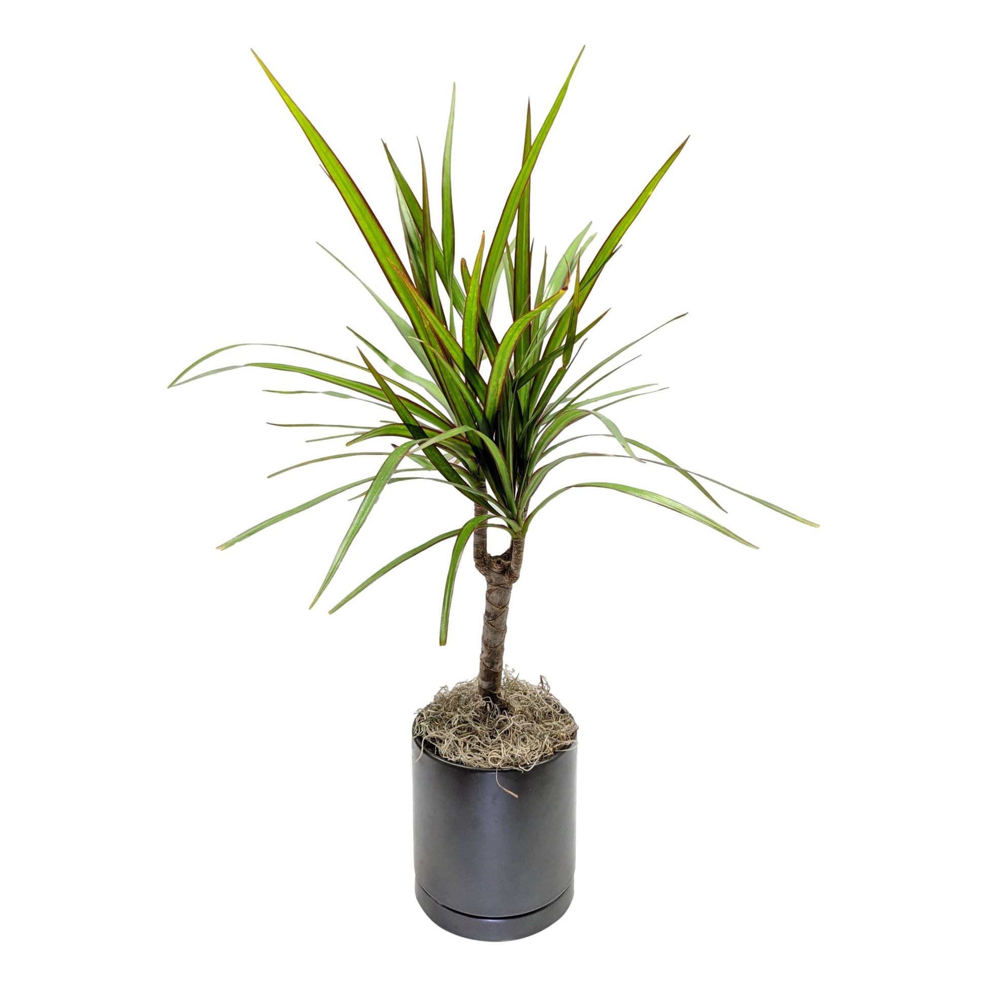 dracaena marginata black knight Dracaena