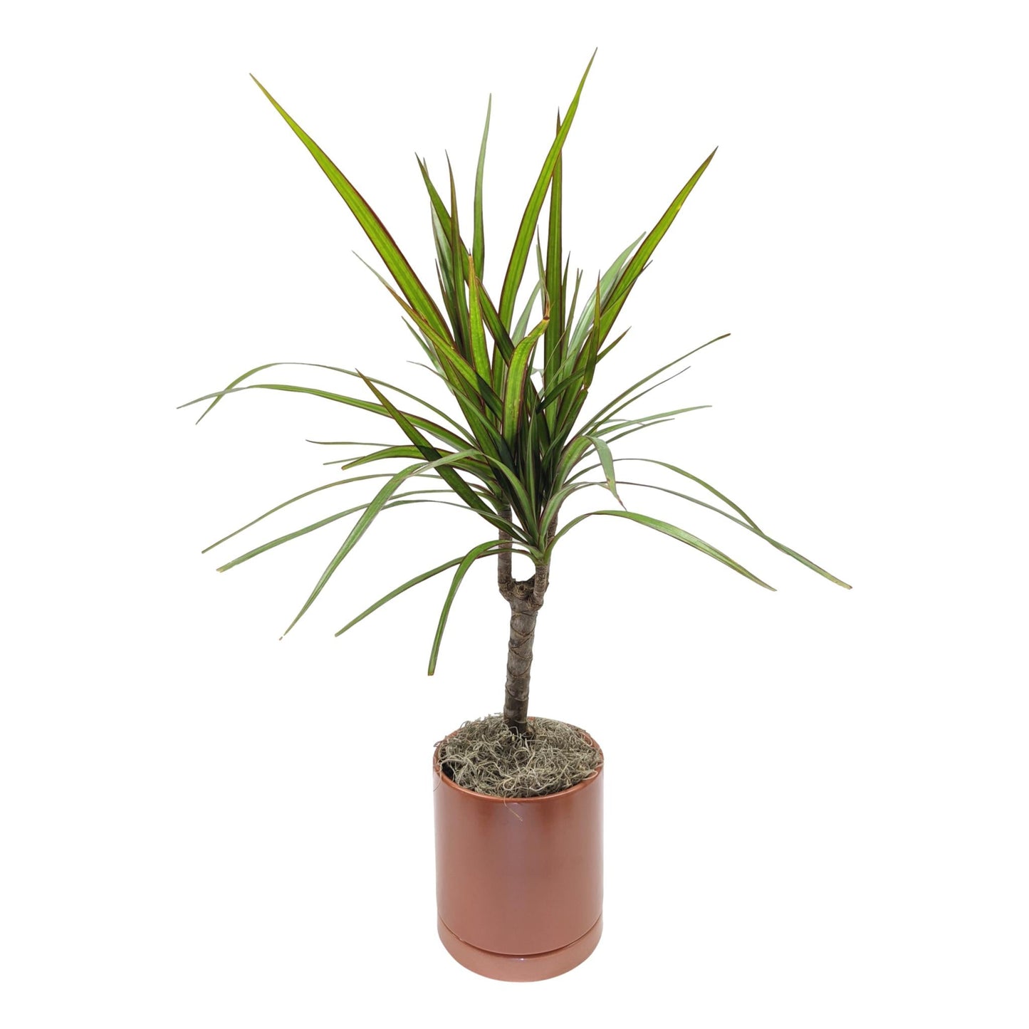house plant spiky leaves Dracaena