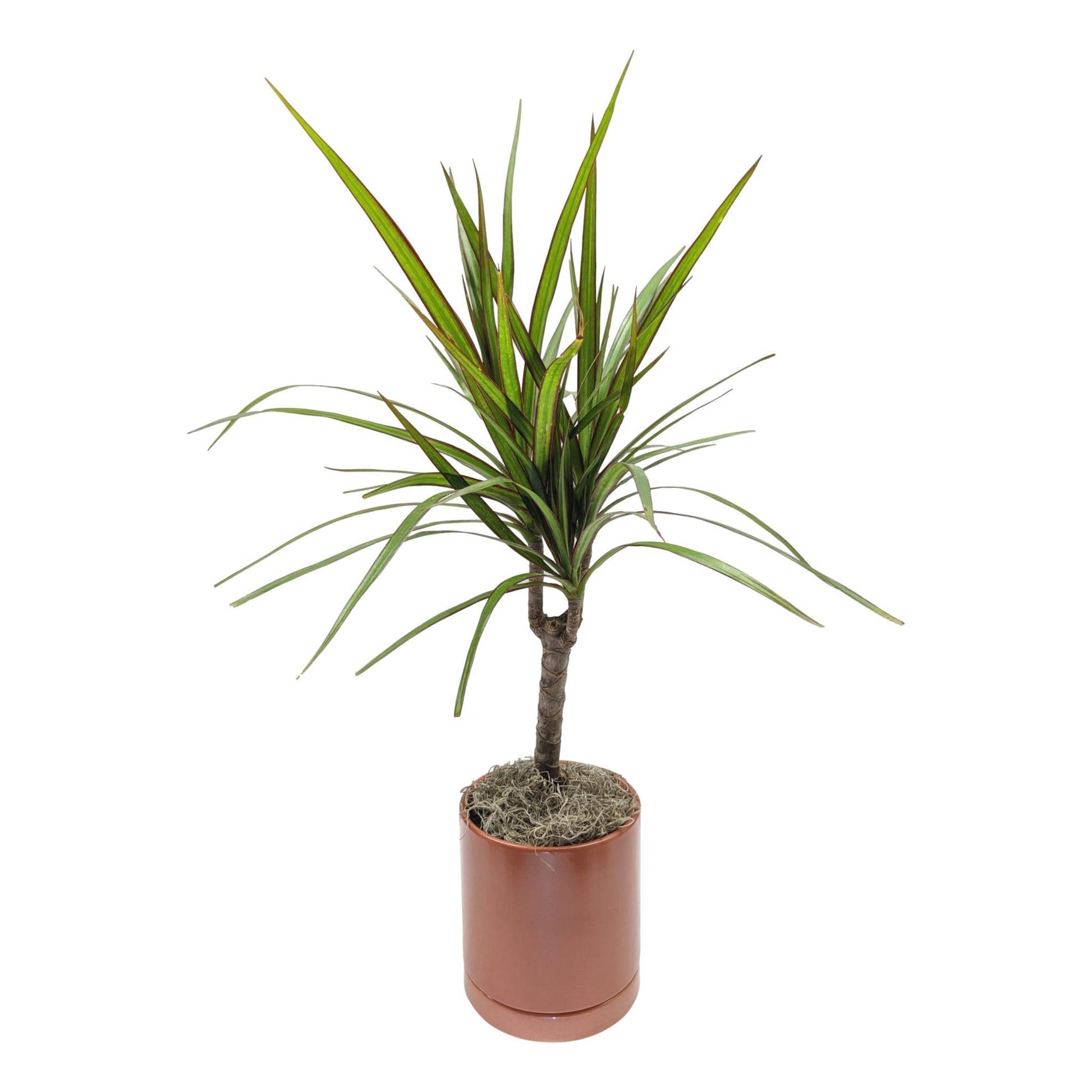 cane house plants Dracaena