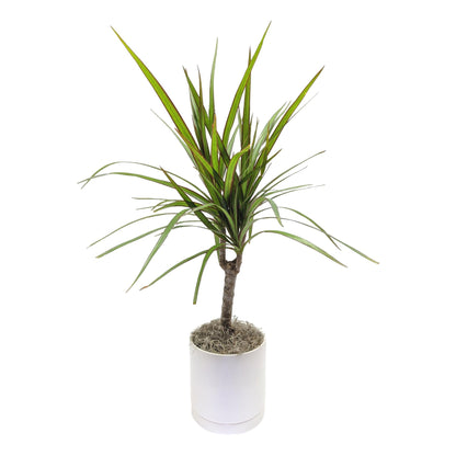 indoor plant with long spiky leaves Dracaena