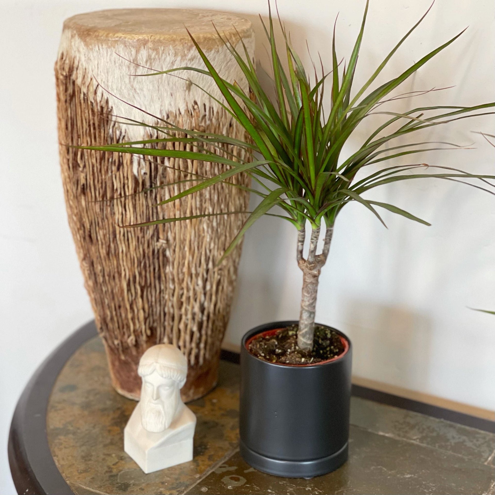 Dracaena