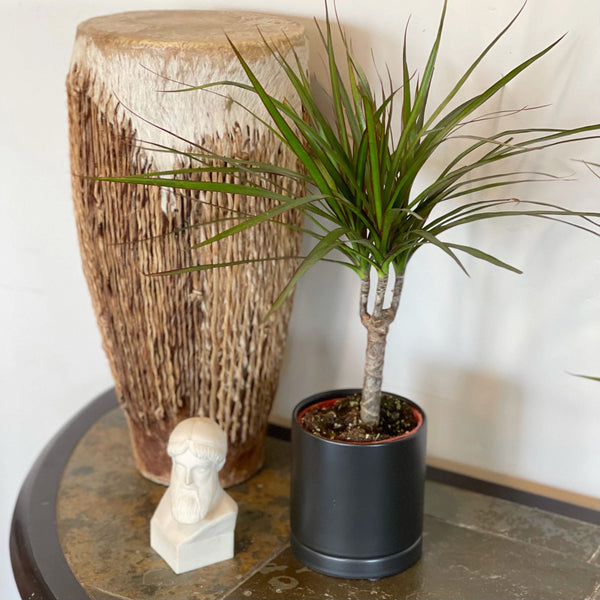 dracaena plant pot size Dracaena
