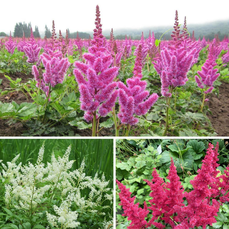 A Collage of Red, White, and Purple Astilbe